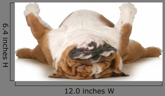 Dog Sleeping