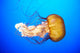 Orange Jellyfish Chrysaora Fuscescens