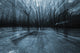 mistery forest Wall Mural