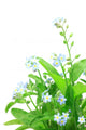 Forget-me-not Wall Mural