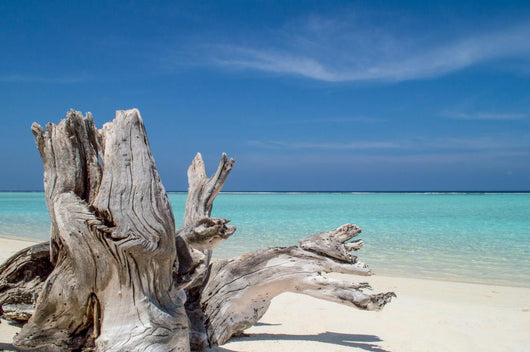 Tree Beach Wall Mural