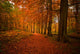 Autumn Forest Wall Decal