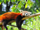 Red Panda Tree