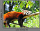 Red Panda Tree