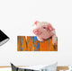 Chill Funny Pig Wall Decal