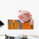 Chill Funny Pig Wall Decal