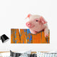 Chill Funny Pig Wall Decal