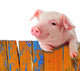 Chill Funny Pig Wall Decal