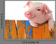 Chill Funny Pig Wall Decal