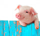 Funny Pig Hanging on a Fence Wall Mural