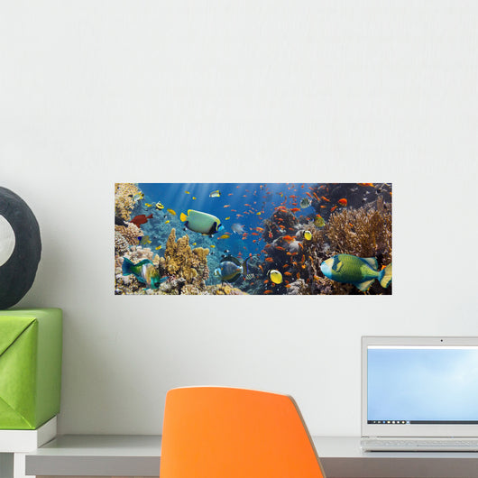 Coral and Fish