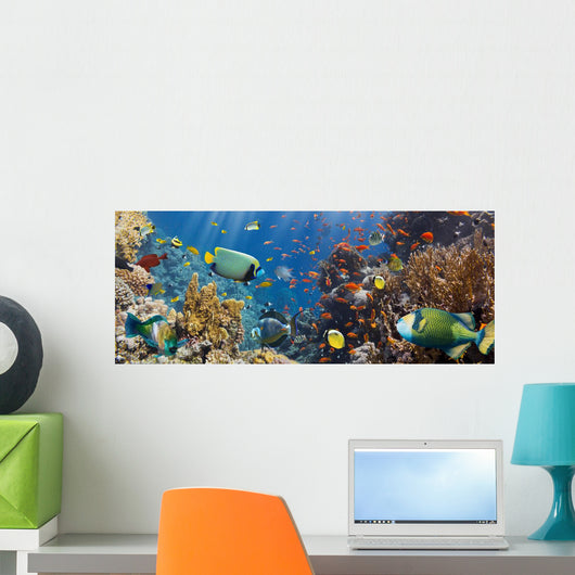 Coral and Fish