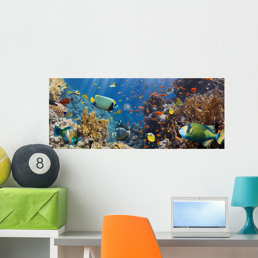 Coral and Fish