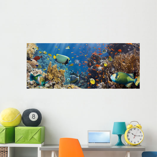Coral and Fish