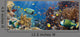 Coral and Fish