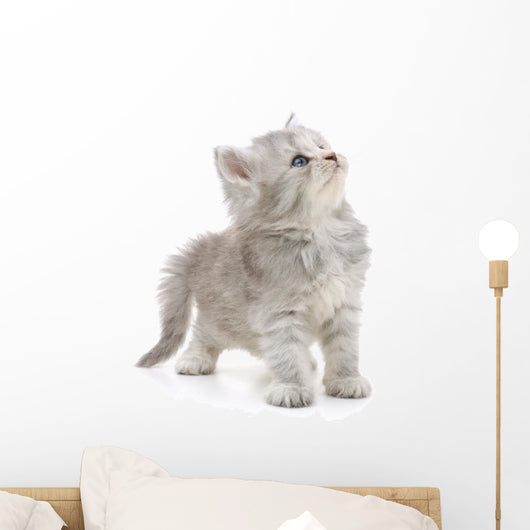 Grey Kitten Wall Decal