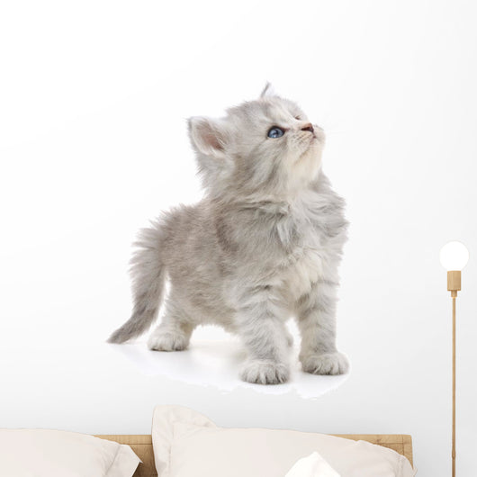 Grey Kitten Wall Decal