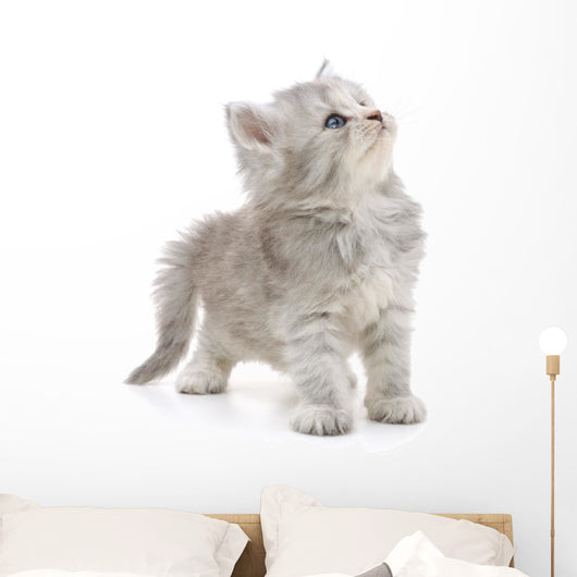 Grey Kitten Wall Decal