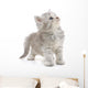 Grey Kitten Wall Decal