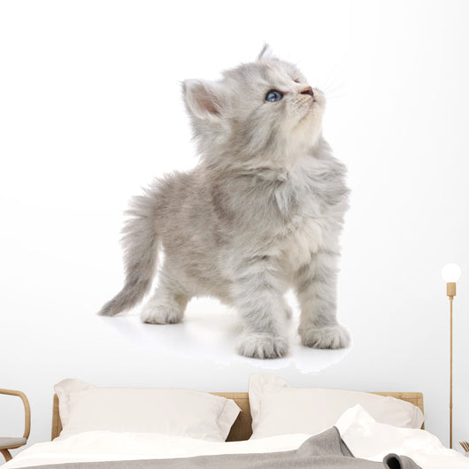 Grey Kitten Wall Decal