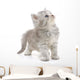Grey Kitten Wall Decal