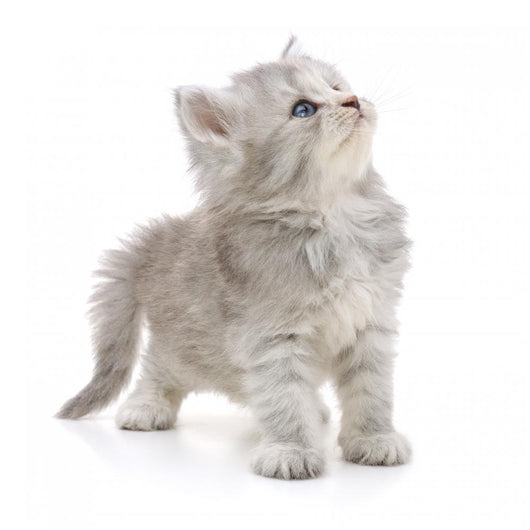 Grey Kitten Wall Decal