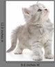 Grey Kitten Wall Decal