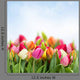 Tulips Garden