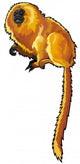 Golden Lion Tamarin Wall Decal