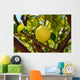 Lemon Wall Mural