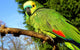 Blue Fronted Amazon Parrot Wall Mural