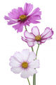 cosmos flower Wall Decal