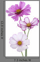 cosmos flower Wall Decal