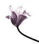 old tulip Wall Decal