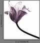 old tulip Wall Decal