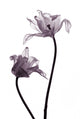 tulip  silhouettes on white Wall Decal