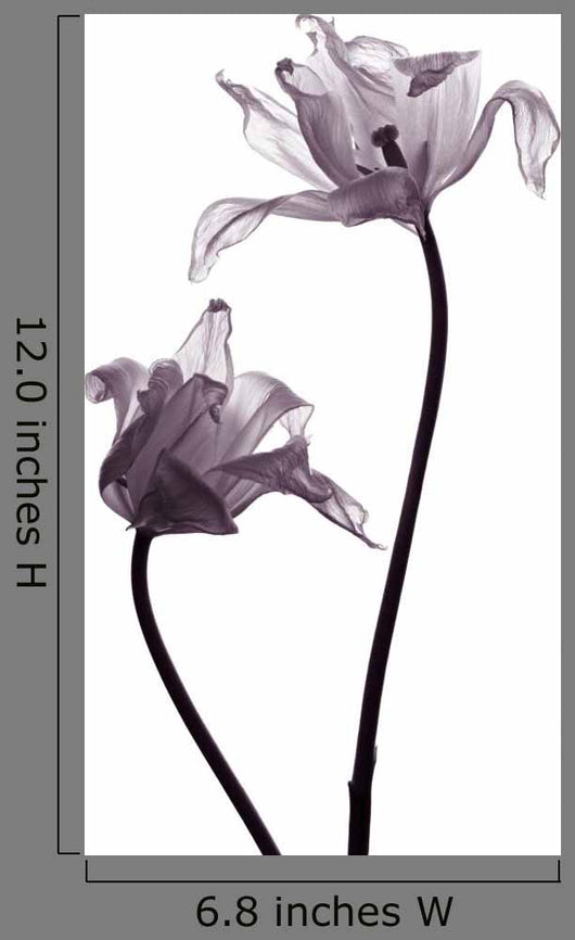 tulip  silhouettes on white Wall Decal