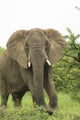 Elephant Wall Mural