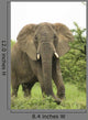 Elephant Wall Mural