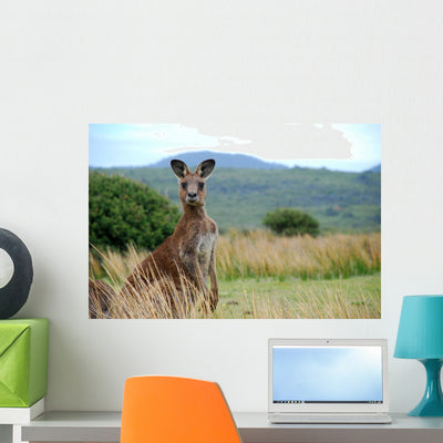Wild Kangaroo Outback Wall Mural shown on a wall