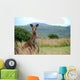 Wild kangaroo in outback Wall Mural