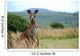 Wild kangaroo in outback Wall Mural
