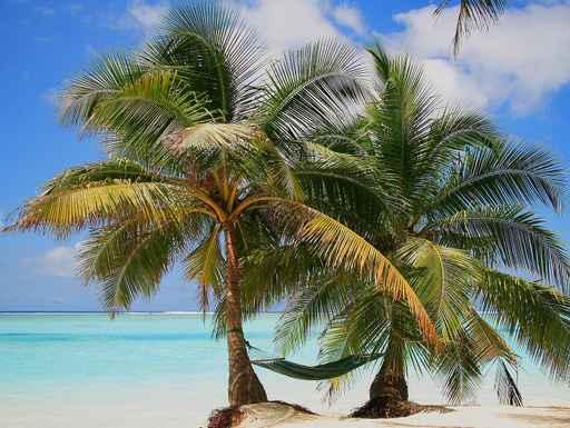 Palm Trees with Hammock Wall Decal