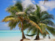 Palm Trees with Hammock Wall Decal