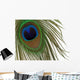 Peacock Eye Feather Wall Mural