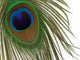 Peacock Eye Feather Wall Mural