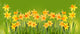 Bright yellow daffodils on a green background. Wall Mural