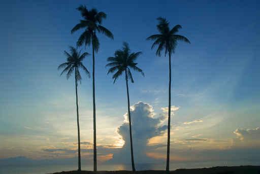 Sunrise Kuantan Wall Decal