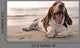 Yawning Basset Hound