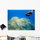 Diver over Coral Reef Wall Decal